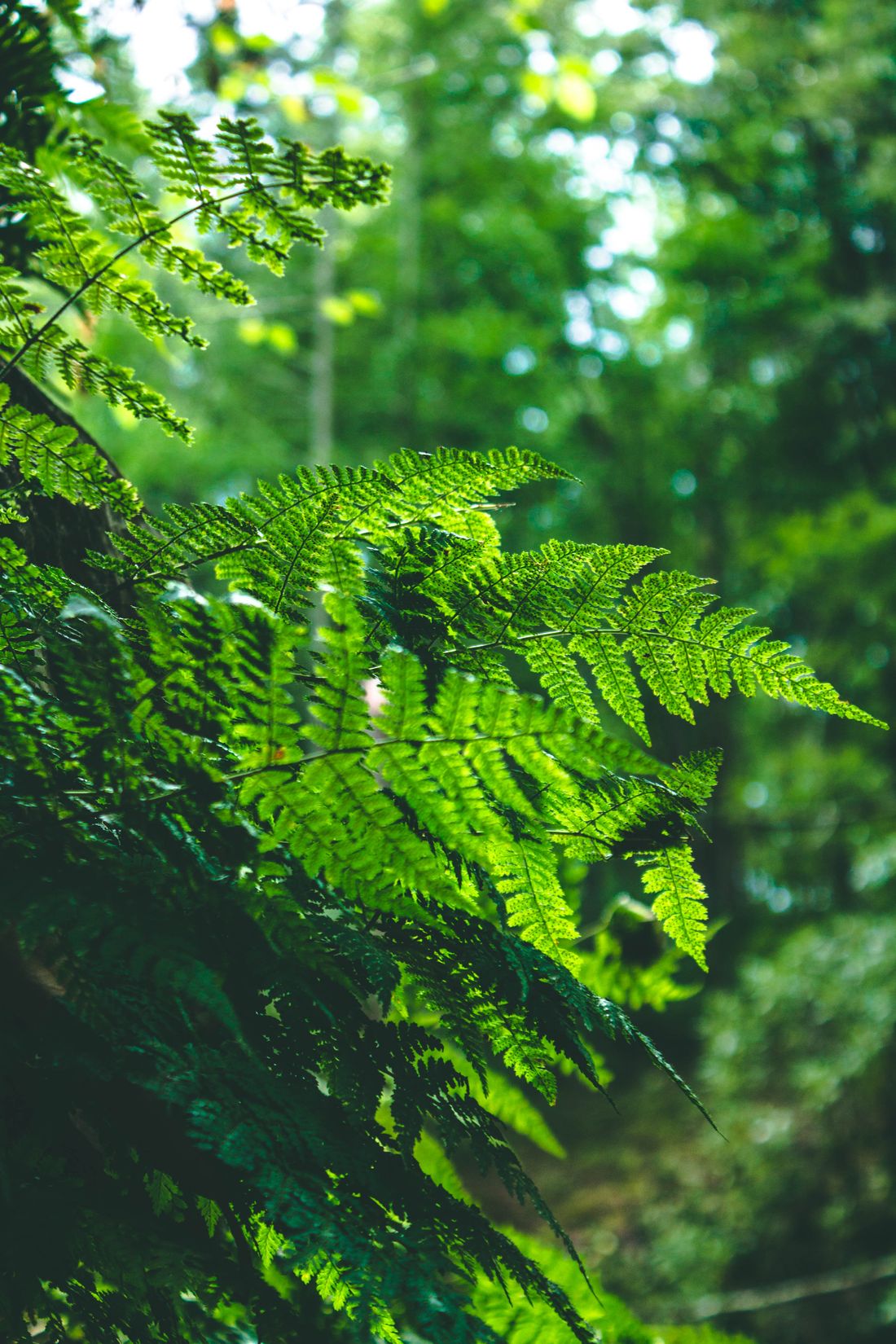 Lush ferns in the forest of the Dandenong Ranges